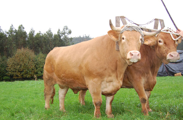 La carne de buey y vaca gallega con IGP 