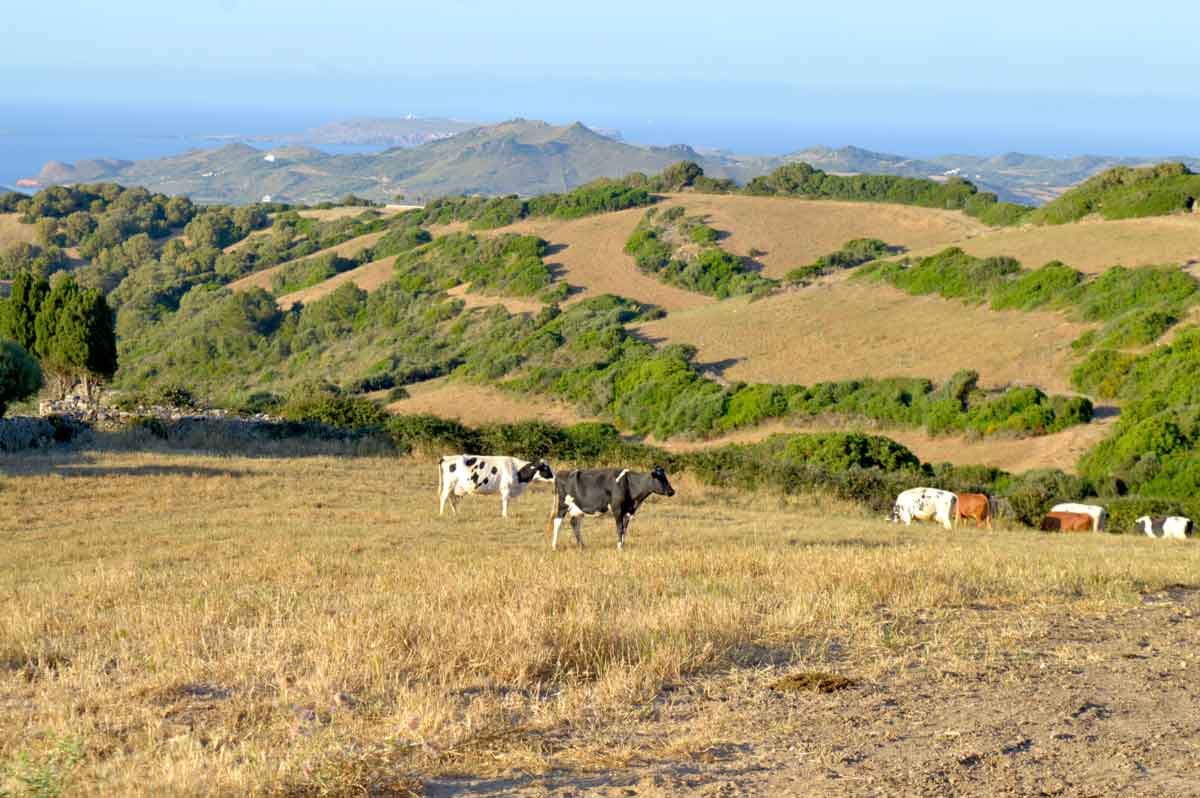 vacas en menorca