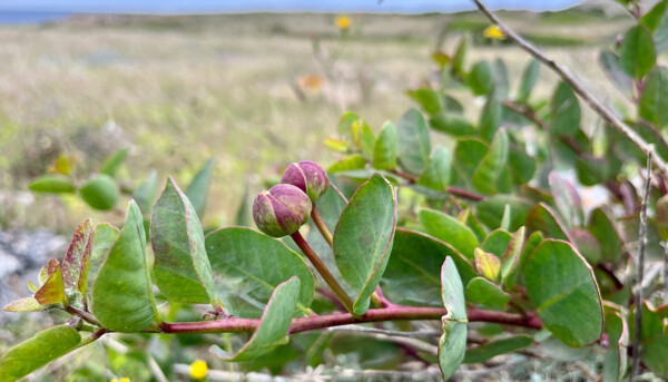 Alcaparras: Sabor Mediterráneo con Historia y Autenticidad Menorquina