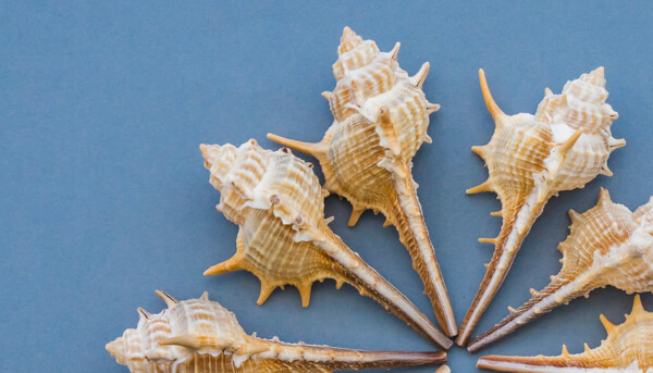 Post: Curiosidades Caracoles de Mar: Una Delicadeza Gourmet del Mediterráneo
