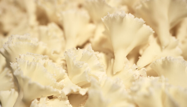 Post: Recetas Queso Tête de Moine: Historia, Características y Recetas Gourmet