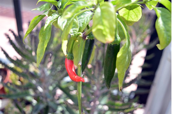 Post: ¿Te gusta el picante? El picante en la cocina