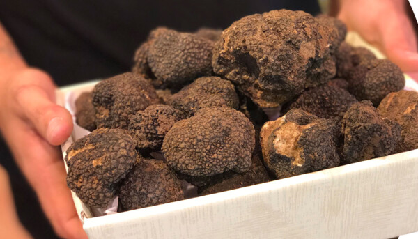 Post: Curiosidades Trufas de Campo: Historia, Tipos, Beneficios y Cómo Disfrutarlas