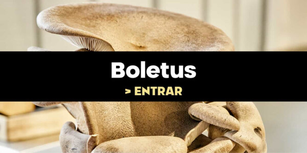 Boletus Deshidratados de MODENA ESTENSE