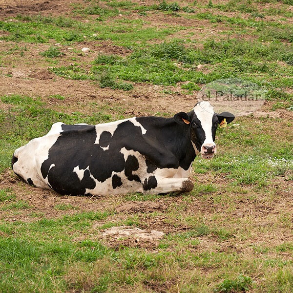 Queso Curado DOP Mahón-Menorca Maral 5-8 meses (3)