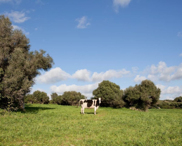 Queso Semi Curado Mahón Menorca Son Mercer de Baix (3)