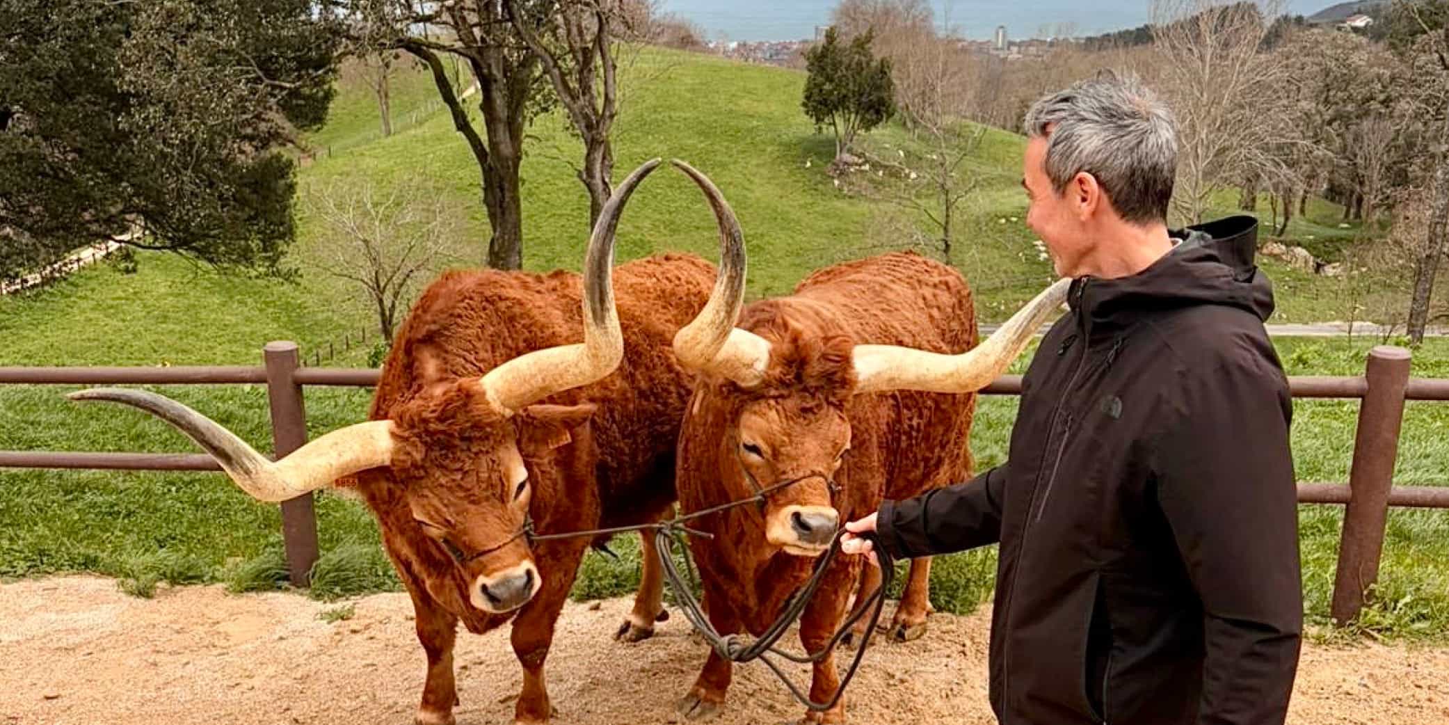 Bueyes en una colina verde de Gipuzkoa, Pa&iacute;s Vasco (Espa&ntilde;a), junto a un cuidador, con paisaje rural y atm&oacute;sfera serena.