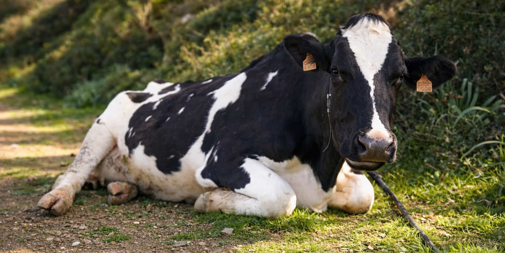 Vacas de leche en la finca Son Vives para queso Mah&oacute;n-Menorca de leche cruda