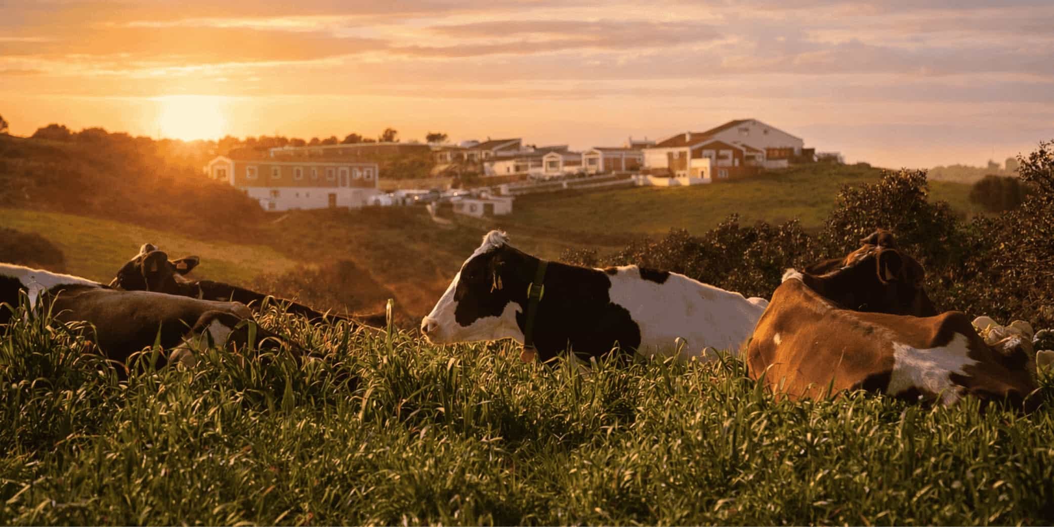 Vacas de Son Vives pastando en Menorca para elaborar queso Mah&oacute;n-Menorca