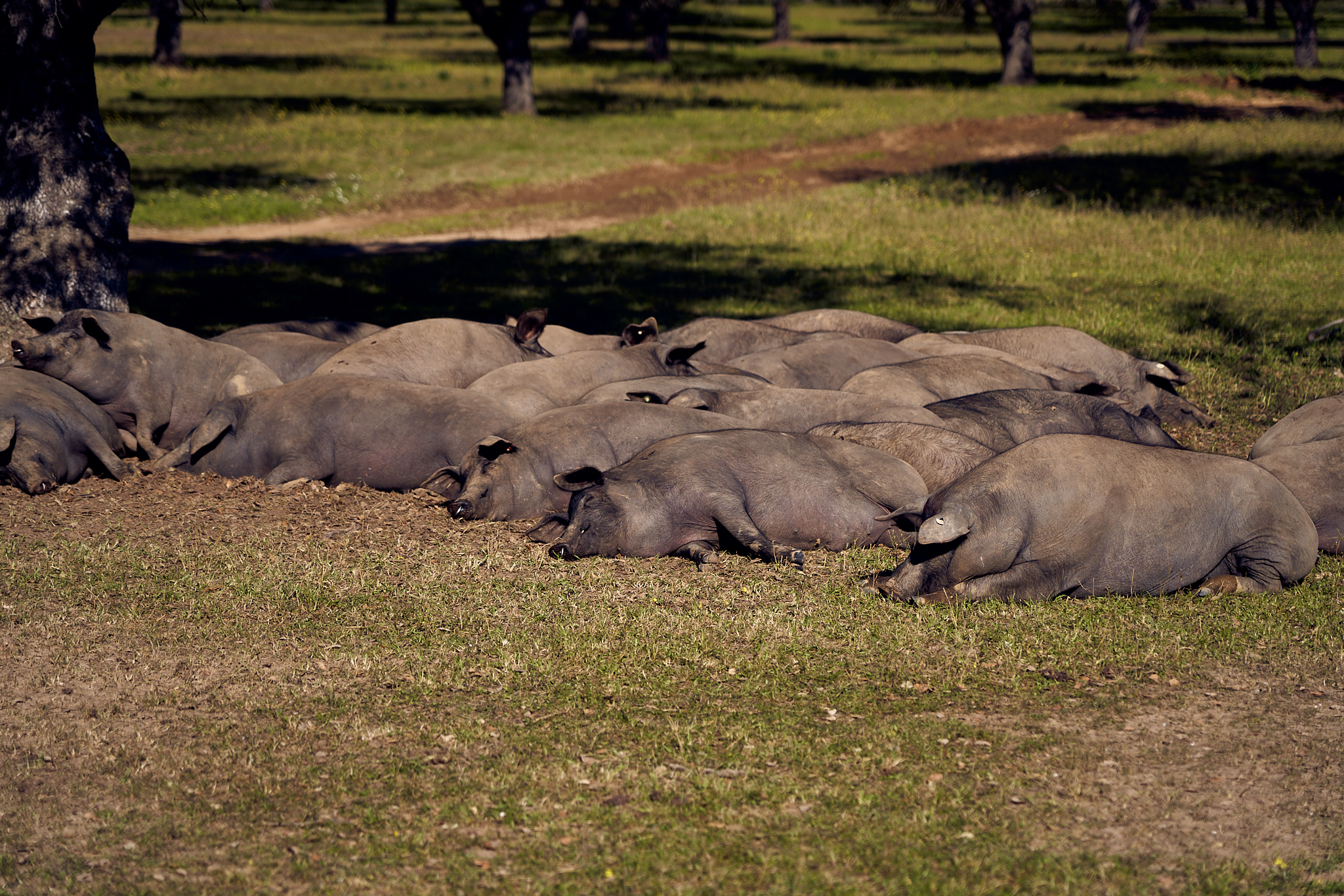 Cerdos ibéricos descansando